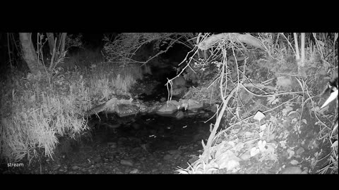 Live Stream