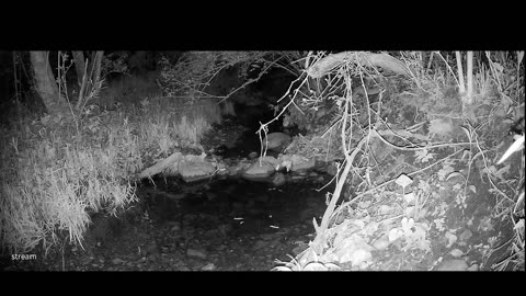 Live Stream