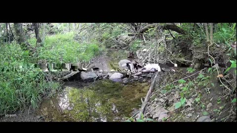 Live Stream