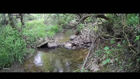 Live Stream