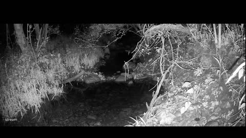 Live Stream