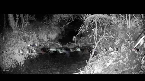 Live Stream