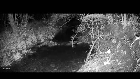 Live Stream