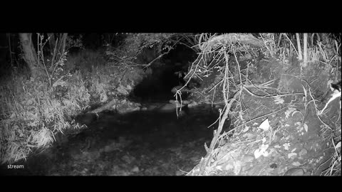 Live Stream