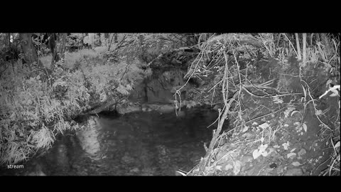 Live Stream