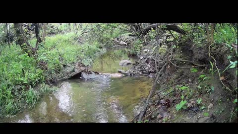 Live Stream