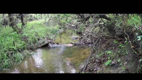 Live Stream