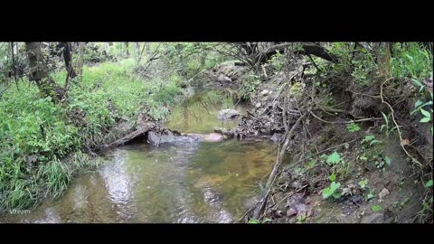 Live Stream