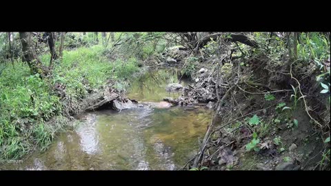 Live Stream