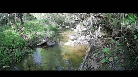 Live Stream