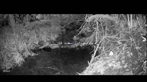 Live Stream