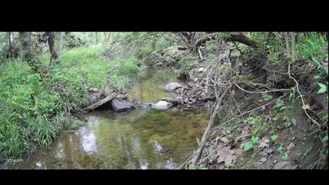 Live Stream