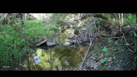 Live Stream