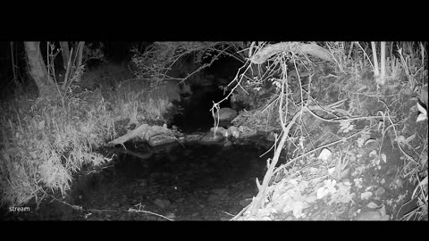 Live Stream