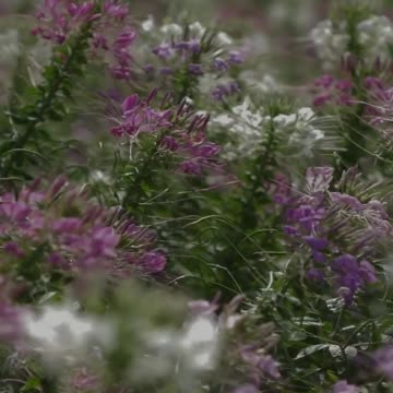 Finding Peace When We Lose Someone We Love #prayer #christianprayer