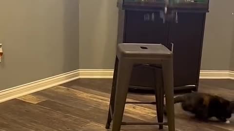 "Cat vs. Invisible Enemy: The Most Dramatic Battle Ever Filmed! "