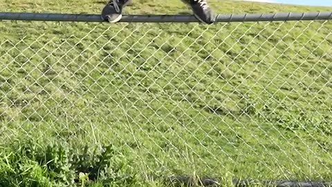 How Animals Get Over a Fence