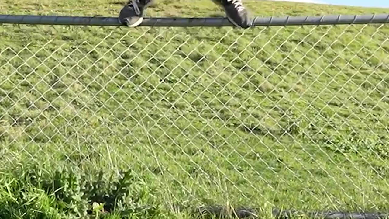 How Animals Get Over a Fence