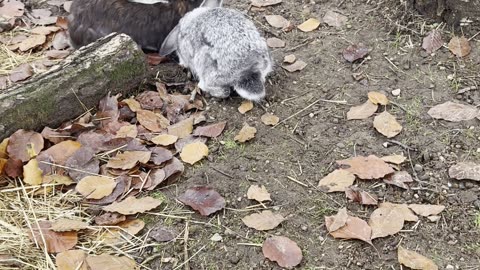 Playful bunnies romping in the grass! 🌿🐰