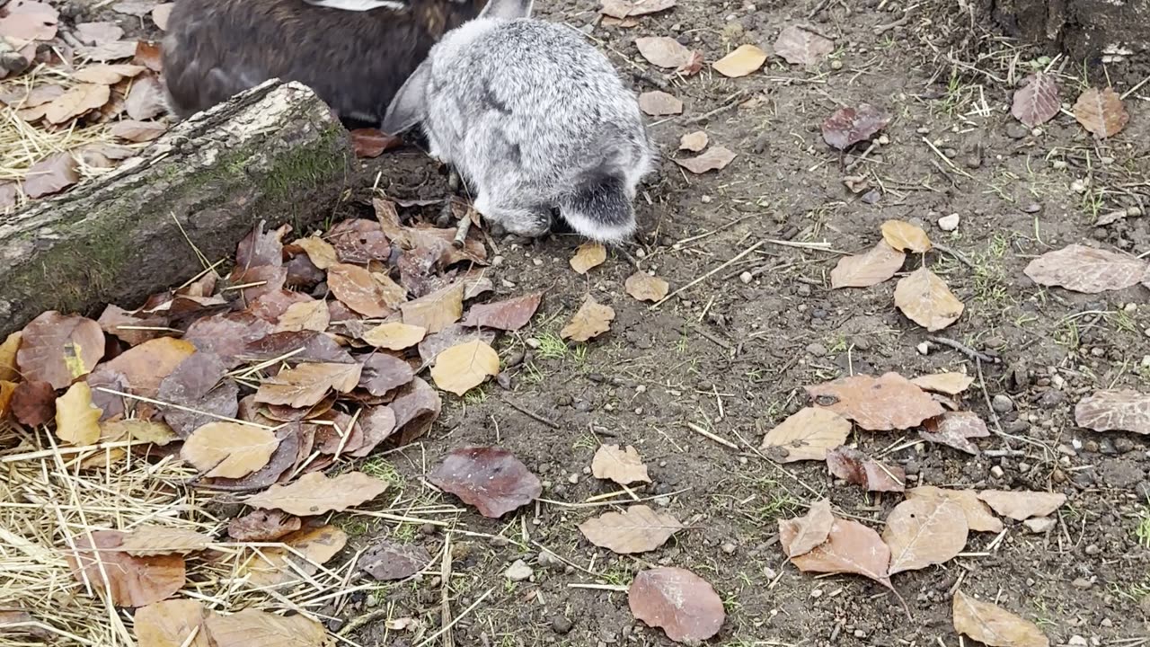 Playful bunnies romping in the grass! 🌿🐰