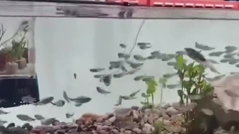 😂🐠 It's Time to Walk the Fish! | FunFM
