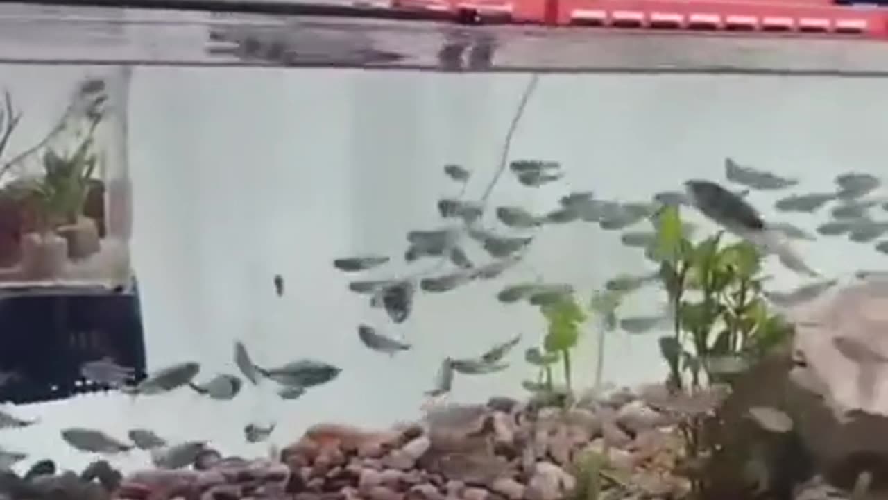 😂🐠 It's Time to Walk the Fish! | FunFM