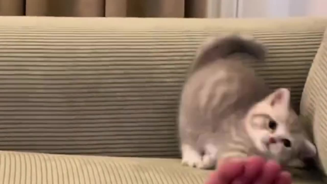 Kitten Play love
