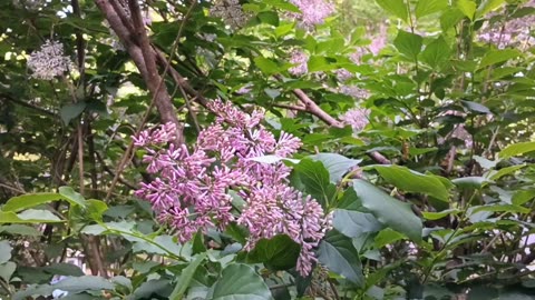 Lilacs