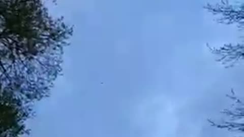 Migratory birds are flying... Belarus. Selyava Lake. April