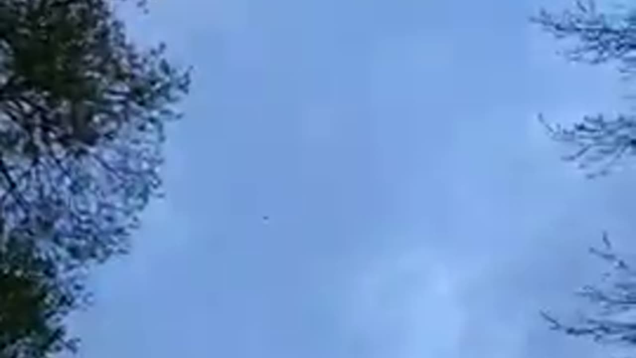 Migratory birds are flying... Belarus. Selyava Lake. April