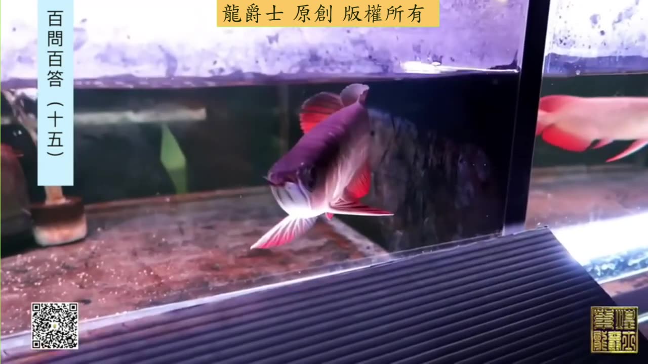 【龍爵士】千問千答 Q161 龍魚凹眼是為甚麼