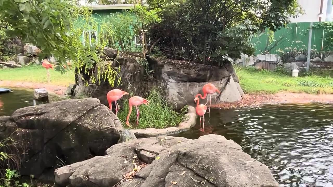 Flamingo
