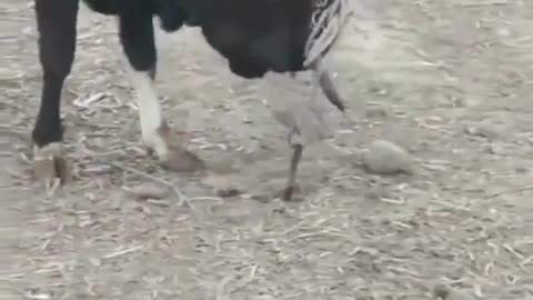 😮🌀 Watch This Clever Cow Escape Its Rope! | FeedMyCuriosity