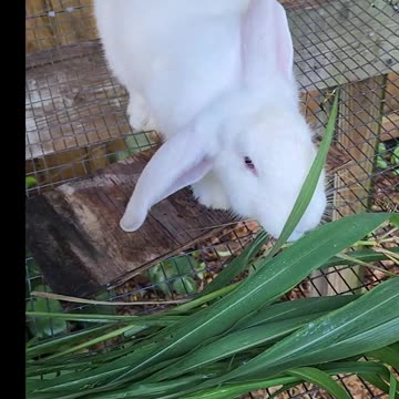 Natural Rabbit Food
