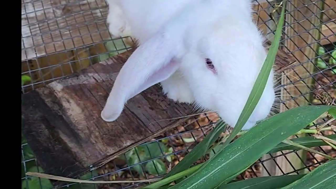 Natural Rabbit Food