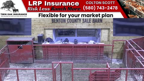 8/21/2025 - Cattle Auction - Benton County Sale Barn