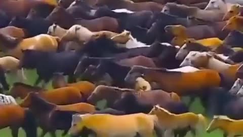 The Great Horse Migration: A Stunning Aerial View of a Herd Galloping Across a Field