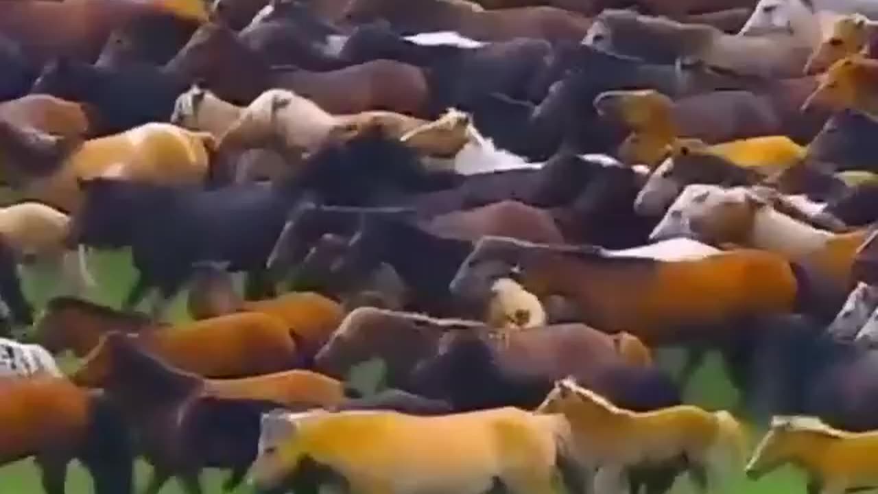 The Great Horse Migration: A Stunning Aerial View of a Herd Galloping Across a Field
