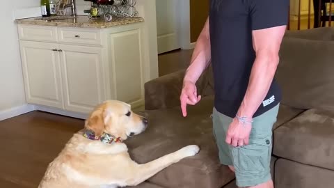 Every Dog Owner in One Video 😂 | Relatable AF