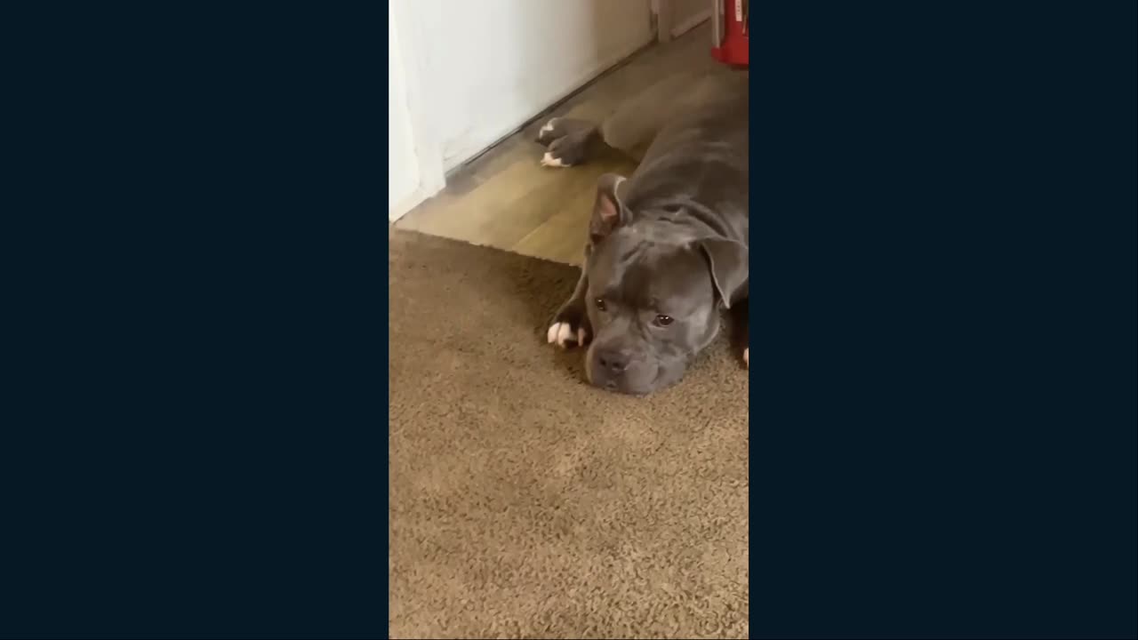 Meet Blue and his family