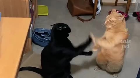 Cat is playing funny