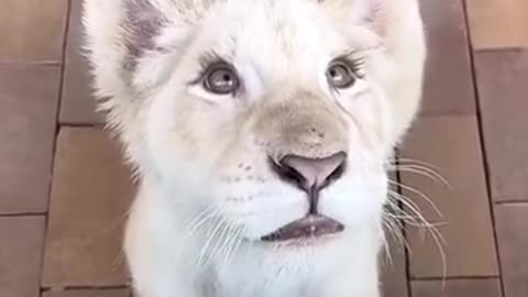 Baby lion gazes with mesmerizing eyes that are framed by the most exquisite, fluttery eyelashes.