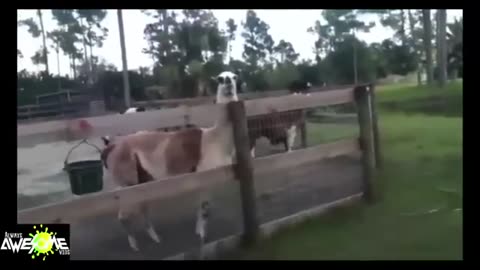 Llamas Just Wanna Have Fun! 🤪 Craziest & Funniest Llama Compilation