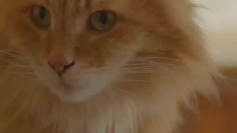 The Right Foods for Kittens