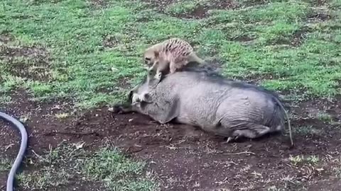 🤯✨ Real Life Timon and Pumba! | FeedMyCuriosity