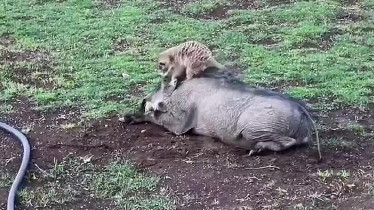 🤯✨ Real Life Timon and Pumba! | FeedMyCuriosity