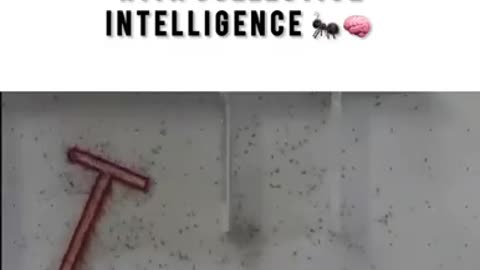 How Ants Outsmart Mazes with Collective Intelligence