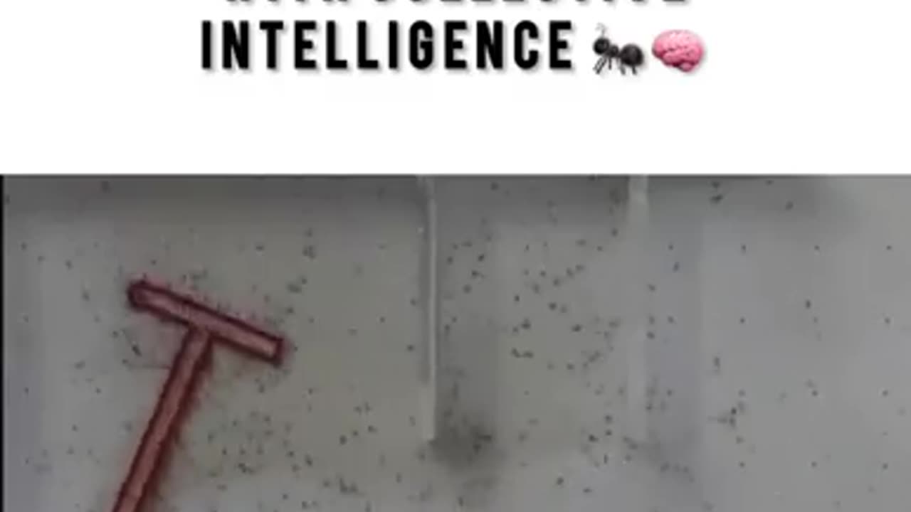 How Ants Outsmart Mazes with Collective Intelligence