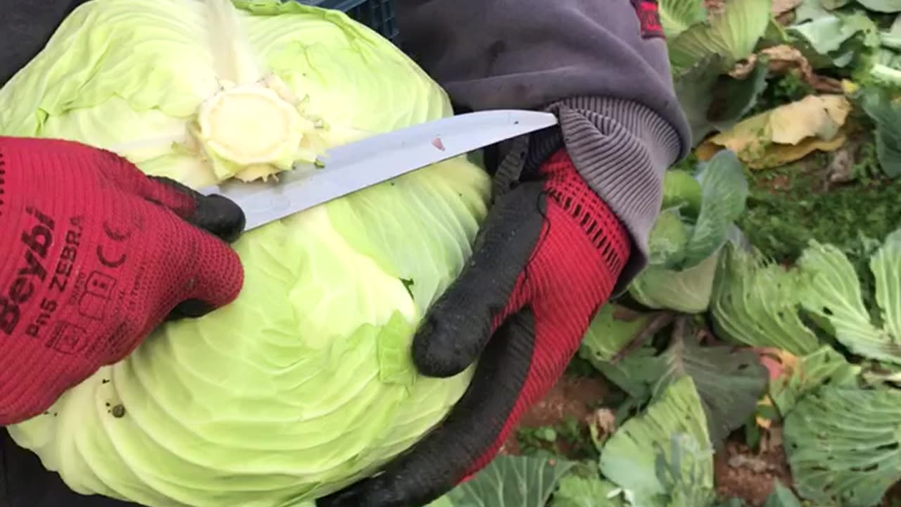 How to harvest head cabbage?