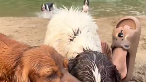 Dog's Comedy Videos 🤣 so cute videos and puppies comedy scenes 🤣 so cute 🥰🥰🥰🥰